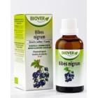 Biover Ribes Nigrum Zwarte Bes