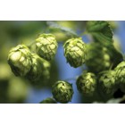 Brewferm Hop