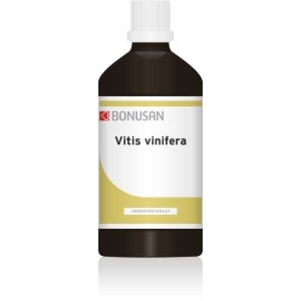 vitis